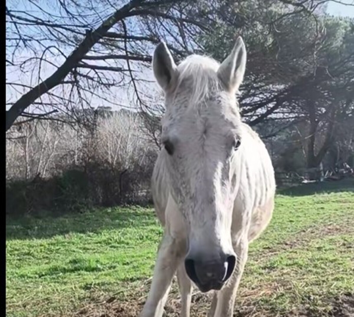 Siena, una storia a lieto fine: è arrivato il compagno di Gandalf | RadioSienaTv