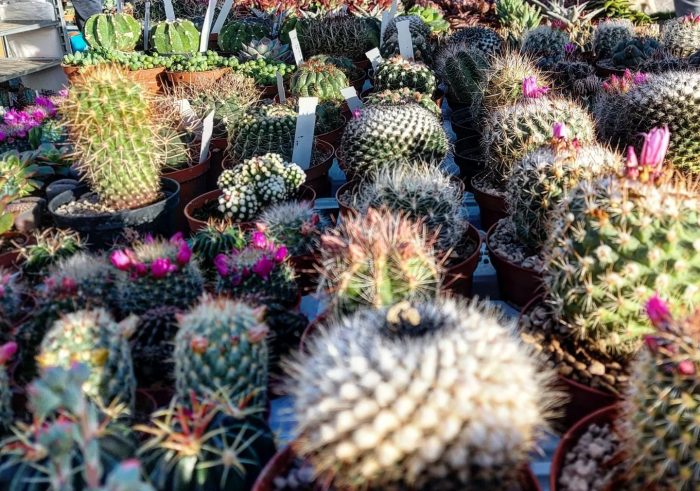 &ldquo;Siena in Fiore&rdquo;, due nuovi appuntamenti per il 2025 in primavera e in autunno