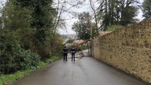 Siena, cade una pianta: viabilit&agrave; interrotta in Strada di Malizia