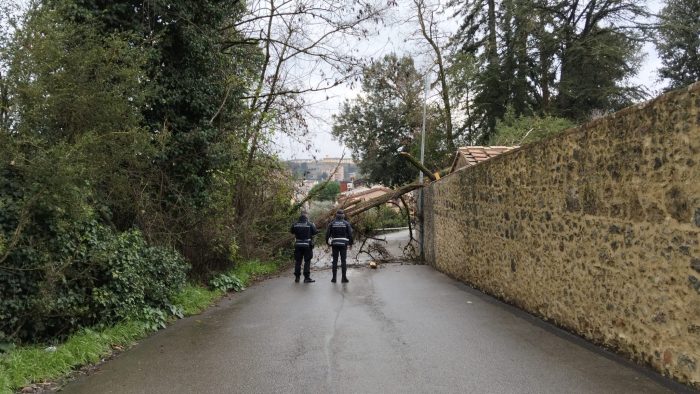 Siena, cade una pianta: viabilit&agrave; interrotta in Strada di Malizia