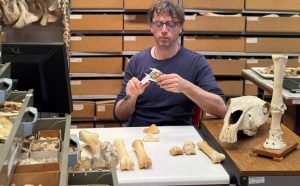 Studio retrospettivo su esami radiografici nei cavalli da Palio. Nuove prospettive per valutazione soggetti pi&ugrave; idonei