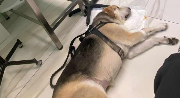 Siena, migliorano le condizioni del cane avvelenato a Ravacciano. La denuncia della proprietaria