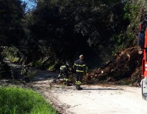 Siena: smottamento in Strada delle Volte, cade un albero
