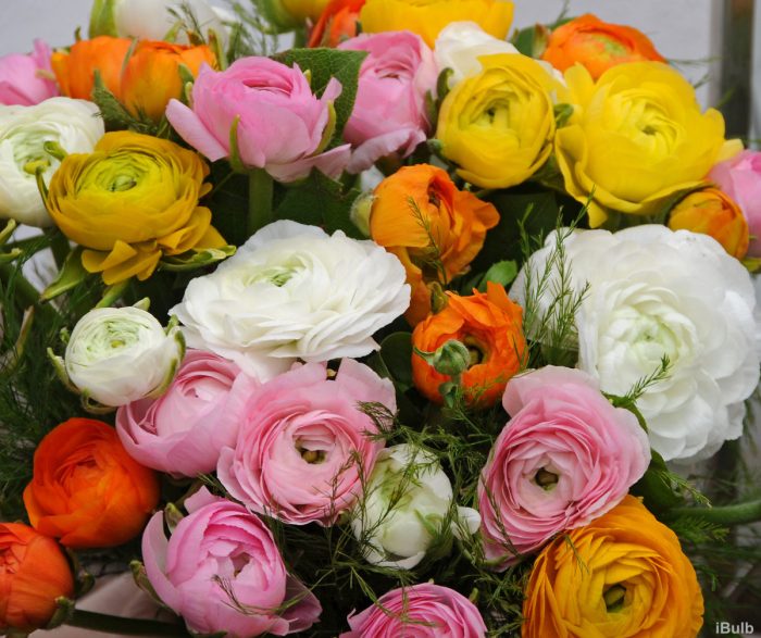 San Valentino: rose, ranuncoli e tulipani i fiori più gettonati in Toscana per la festa degli innamorati