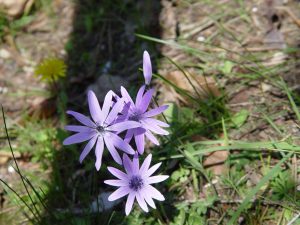 Orto Botanico di Siena, alla scoperta delle farfalle e dei fiori di primavera