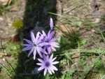 Orto Botanico di Siena, alla scoperta delle farfalle e dei fiori di primavera