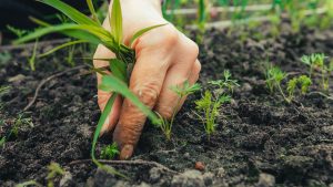 Il progetto del Distretto biologico della Valdelsa si presenta a cittadini e aziende