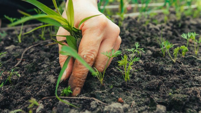 Il progetto del Distretto biologico della Valdelsa si presenta a cittadini e aziende