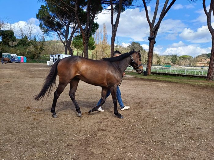 Palio di Siena, 169 i cavalli iscritti per l'ammissione all'Albo del Protocollo Equino 2026