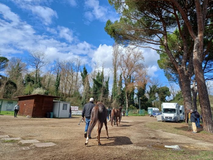 Palio di Siena, al via il primo atto di selezione dei cavalli