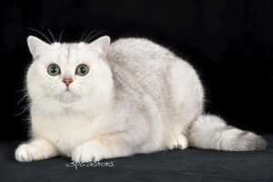 Torna a Siena l'esposizione internazionale felina: 300 gatti da tutta Europa in bella mostra al PalaOrlandi