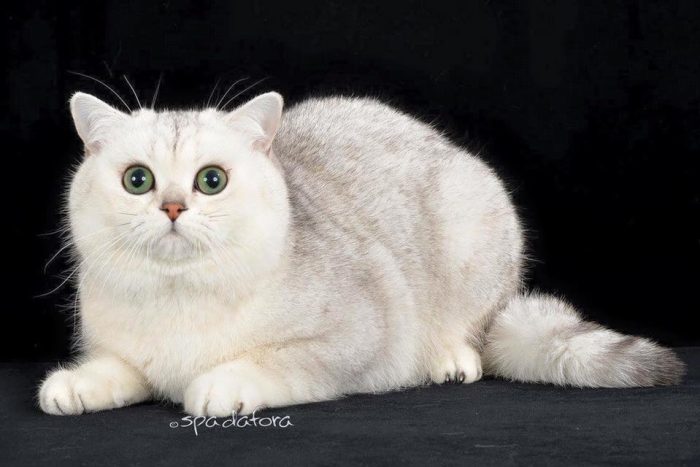 Torna a Siena l'esposizione internazionale felina: 300 gatti da tutta Europa in bella mostra al PalaOrlandi