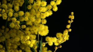 Giornata Internazionale della Donna, a Colle di Val d&rsquo;Elsa un mese di iniziative per valorizzare il ruolo femminile