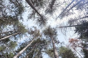 Studio internazionale coordinato dall’Università di Siena sulle foreste di pino nero