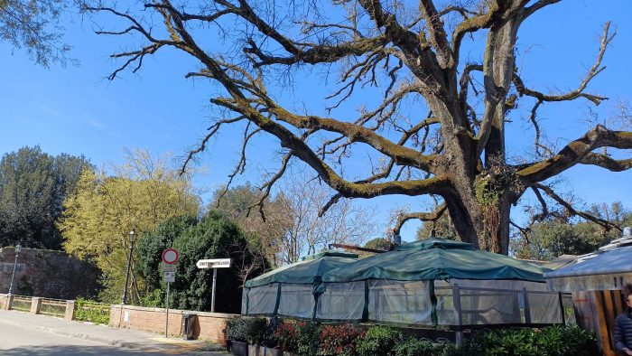 Siena, leccio secolare della Fortezza: al via l’intervento di conservazione