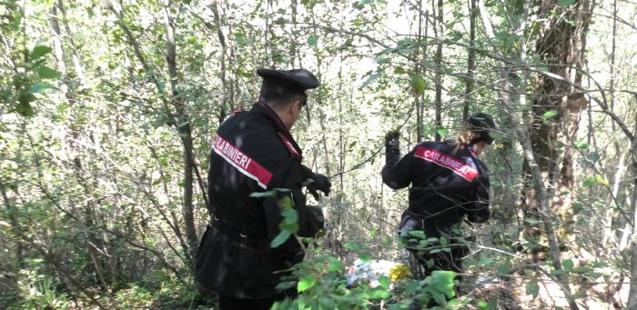 Operazioni antidroga nei boschi della provincia di Siena, i Carabinieri scoprono piazze di spaccio e armi