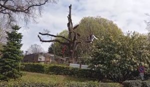 Siena, partiti i lavori di conservazione del leccio secolare della Fortezza