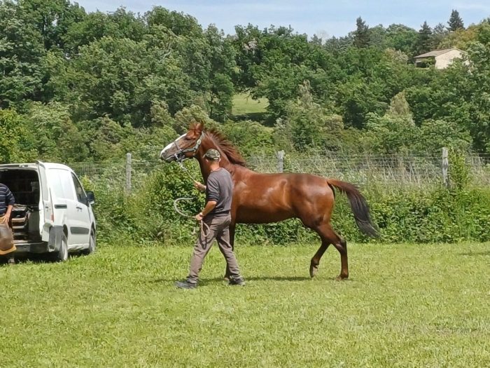 Corse di addestramento a Monticiano, la gallery di oggi