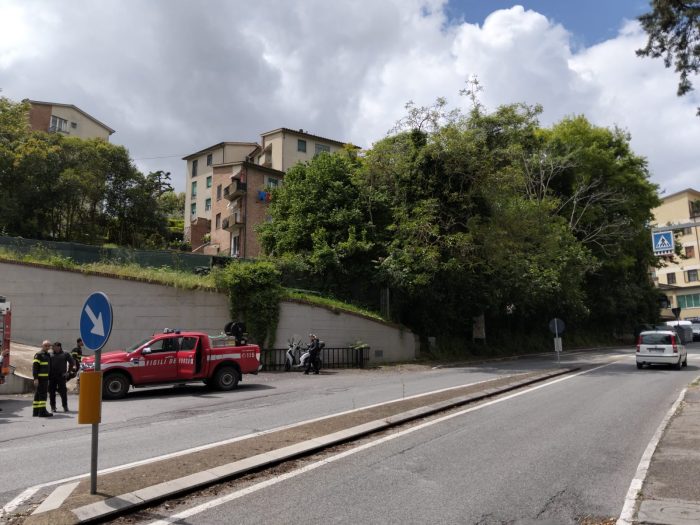 Siena: cade un albero, chiuso al traffico viale Achille Sclavo