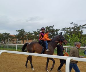 Corse di cavalli a Monteroni: Tempesta ne vince tre su quattro