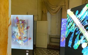 Radicondoli, riapre palazzo Lolini grazie a “Found Adrift. La bellezza nascosta delle alghe”