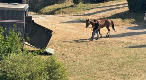 Palio di Siena: Benitos presentato al Ceppo, ma torna a casa dopo le lastre