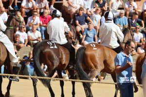 Palio 2 luglio: sono 101 i cavalli ammessi alle prove regolamentate, 5 direttamente alla Tratta