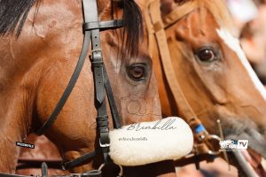 Palio di Siena 16 agosto, tutti gli orari