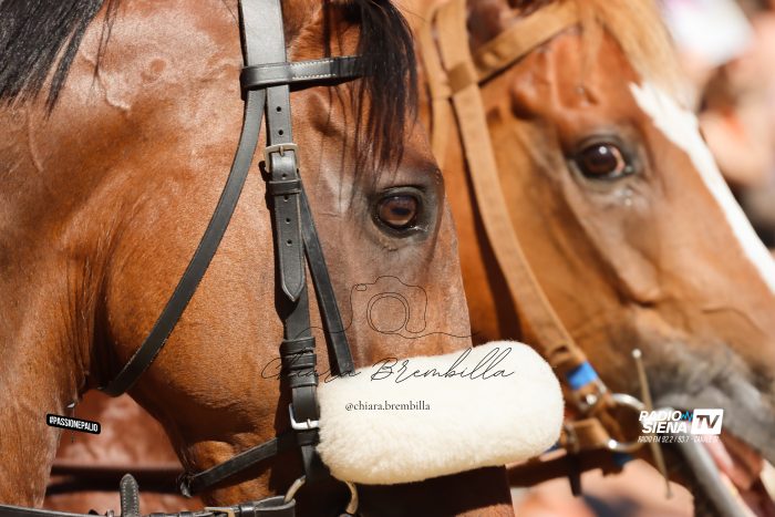 Palio di Siena 16 agosto, tutti gli orari