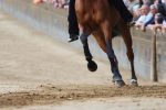 Proposta legge Brambilla su equidi, audizione del Comitato Amici del Palio e Consorzio per la Tutela