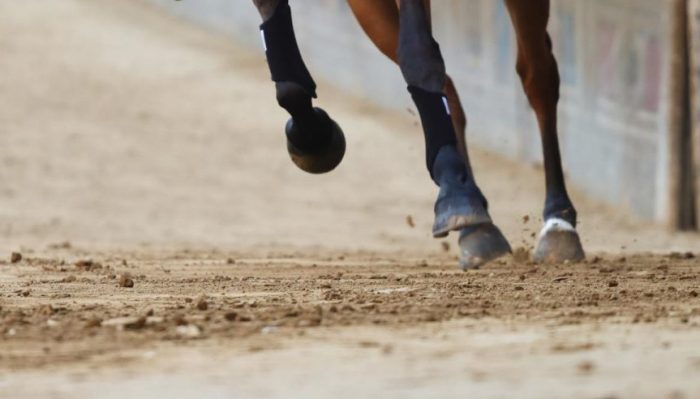 Palio di Siena, ecco la lista dei 10 cavalli per la Carriera dell'Assunta