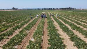 Lavoro agricolo, Coldiretti Siena: "La provincia &egrave; lontana da caporalato e sfruttamento"