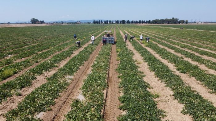 Lavoro agricolo, Coldiretti Siena: "La provincia &egrave; lontana da caporalato e sfruttamento"