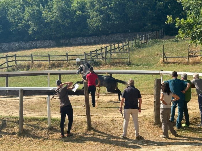 Palio 2 luglio: il 22, 23 e 24 giugno le previsite al Ceppo. Gli orari