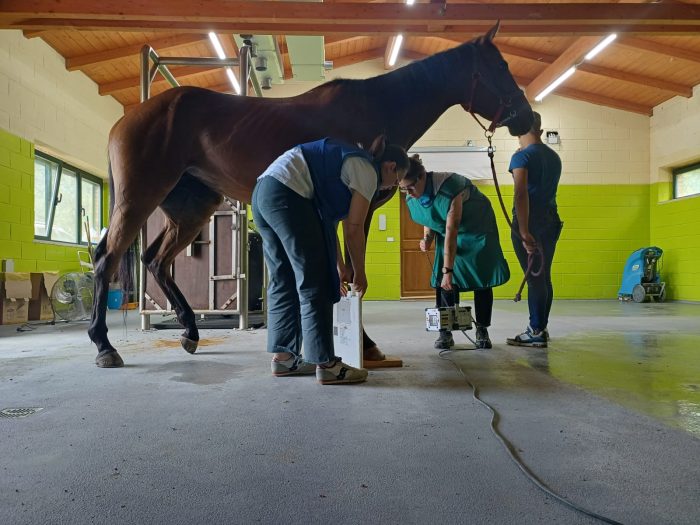 Palio di Siena, stanziati oltre 6mila euro per i servizi veterinari delle previsite