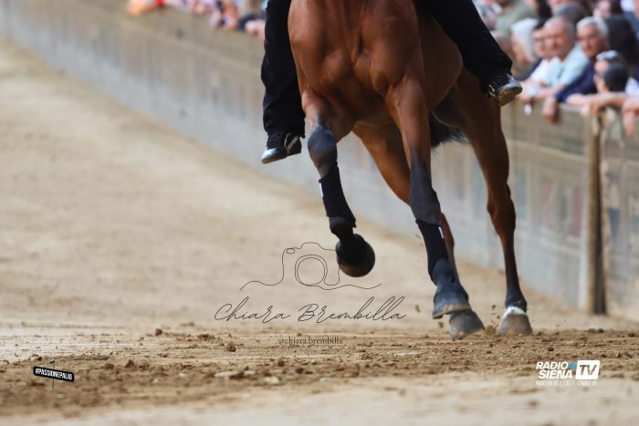 Palio di Siena 16 agosto, 86 i cavalli ammessi alle prove regolamentate. 8 vanno direttamente alla Tratta