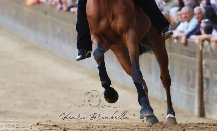 Palio di Siena 16 agosto, 86 i cavalli ammessi alle prove regolamentate. 8 vanno direttamente alla Tratta