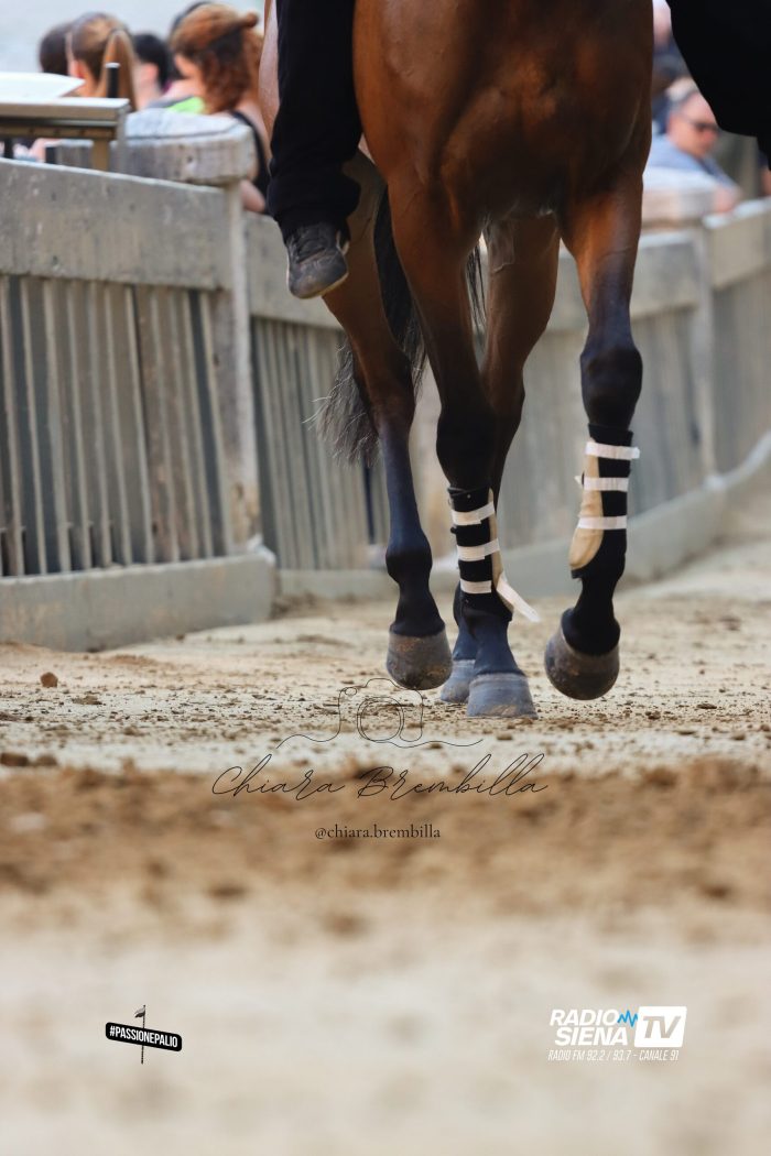 Palio 2 luglio, tutti presenti all'entrone i 35 cavalli ammessi alla Tratta