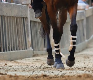 Palio 2 luglio, tutti presenti all'entrone i 35 cavalli ammessi alla Tratta