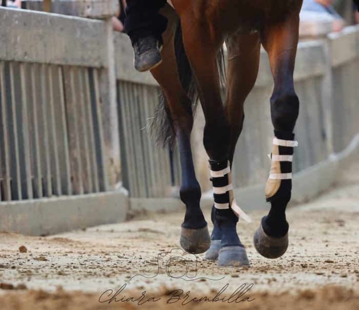 Palio 2 luglio, tutti presenti all'entrone i 35 cavalli ammessi alla Tratta