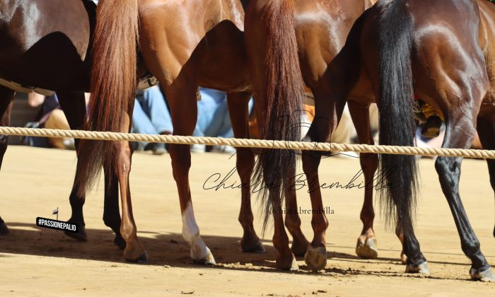 Palio, ripreso il lavoro della commissione per la revisione del Regolamento: al centro la giustizia paliesca