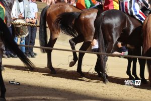 Verso il Palio di agosto 2025, &egrave; cominciato il "totomonte"