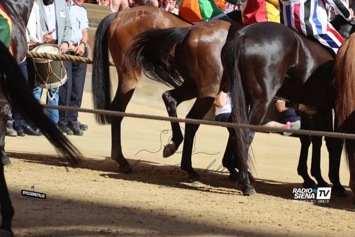 Verso il Palio di agosto 2025, &egrave; cominciato il "totomonte"