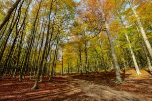 I Comuni dell'Amiata Val d'Orcia uniti difendere i boschi