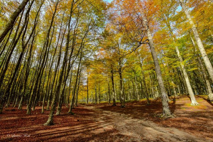 I Comuni dell'Amiata Val d'Orcia uniti difendere i boschi