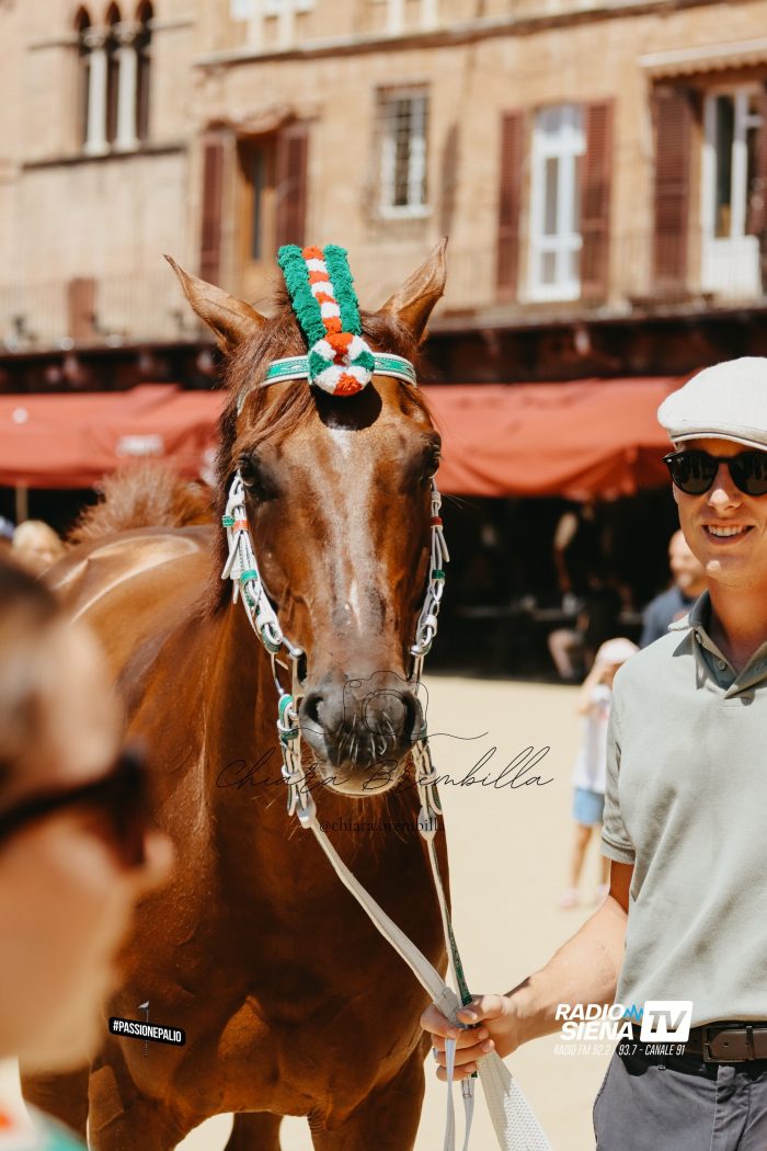 Palio di Siena: Diodoro, il racconto della veterinaria Pascucci Pepi