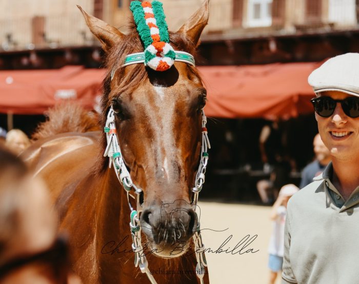 Palio di Siena: Diodoro, il racconto della veterinaria Pascucci Pepi