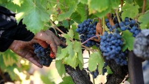 Caldo, gli agricoltori di Confcooperative Toscana: &ldquo;Vendemmia in anticipo, meno olio e latte in calo&rdquo;