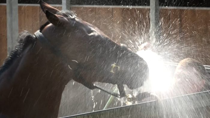 Palio di Siena: undici vittorie in Piazza per i cavalli di scuderia Massimo Milani