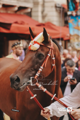 CORTEO DELLA VITTORIA VALDIMONTONE PALIO AGOSTO 2025 (38)